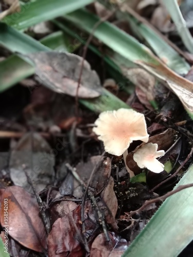 mushrooms in the forest