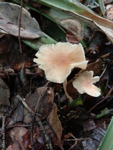 mushroom in the forest