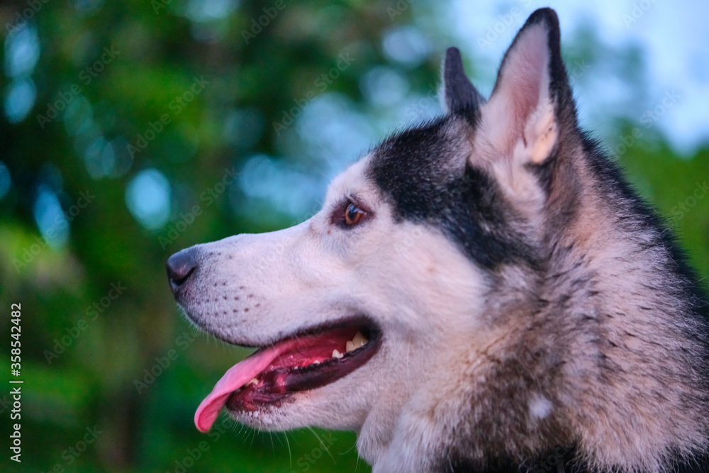portrait of the beautiful dog Husky color