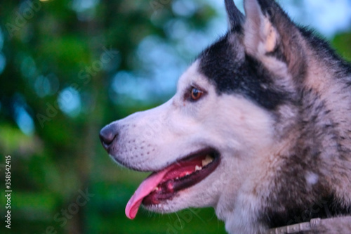 portrait of the beautiful dog Husky color