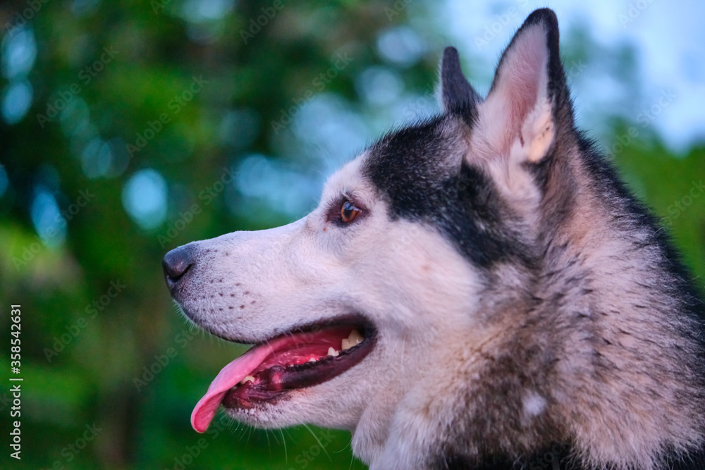 portrait of the beautiful dog Husky color