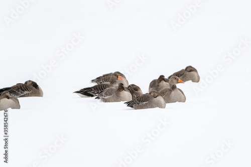 A gaggle of greylag geese resting in the snow Fototapet