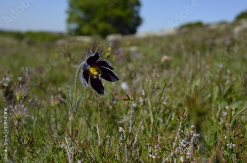 Anémone Pulsatille - Promenade sur l'Aubrac..La Blatte - Lozère photo