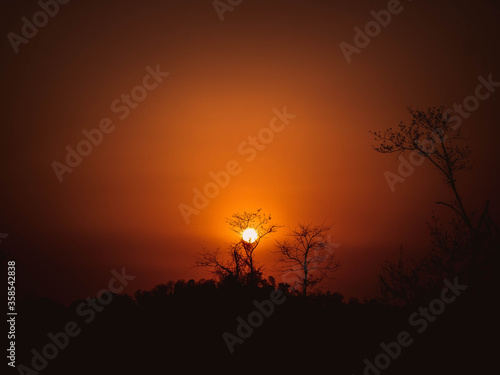 silhouette of a tree at sunset © Roshni