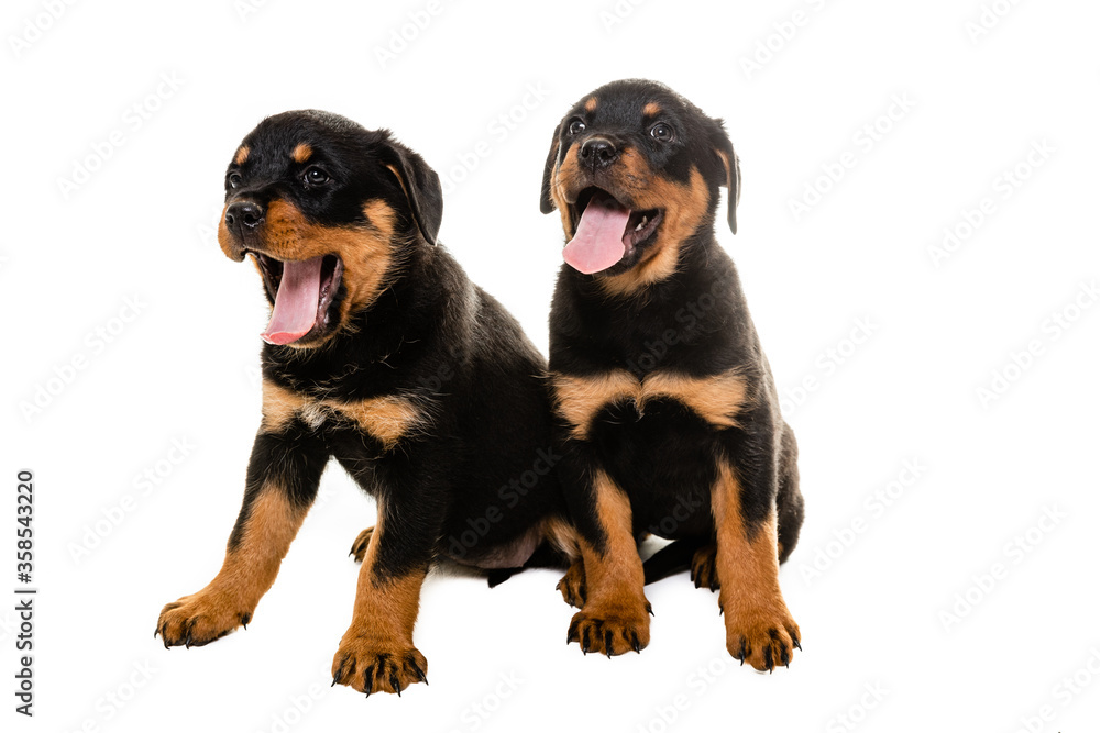 Portrait Of Cute Black Rottweiler Puppy. Portrait Of Cute Black Rottweiler Puppy.
