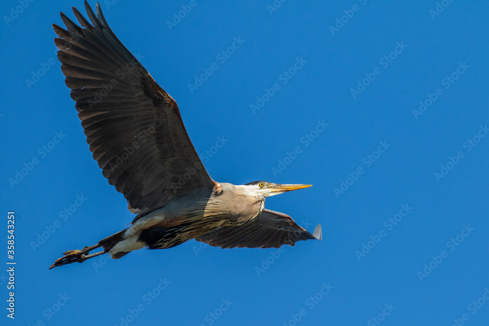Fototapeta premium great blue heron in flight