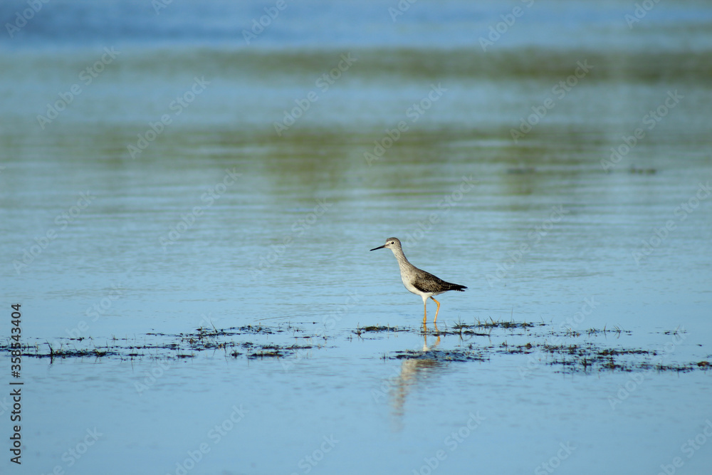 Gull Walking Around the Wetlands