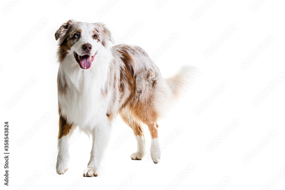 Full Length Of Australian Shepherd Panting. Full Length Of Australian Shepherd Panting.