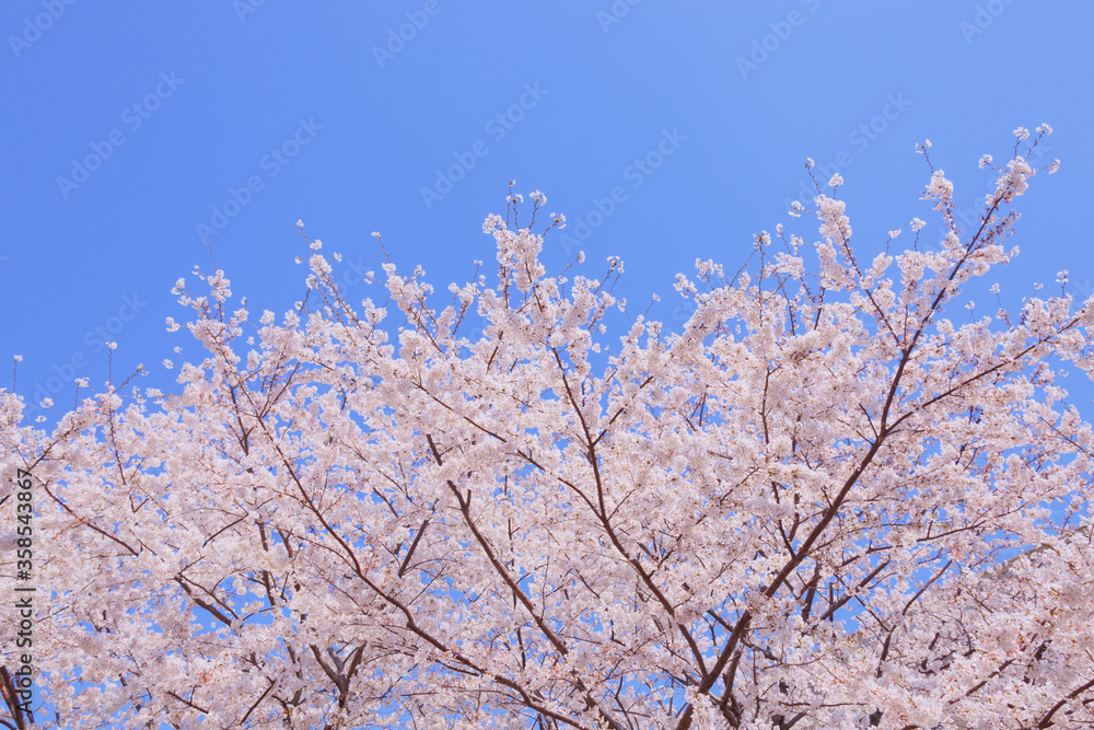 満開の桜と青空。