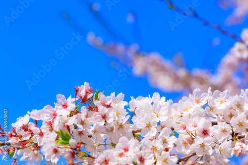 桜満開(4月)