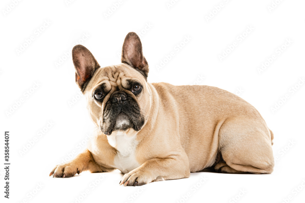 Full Length Portrait Of Cute French Bulldog