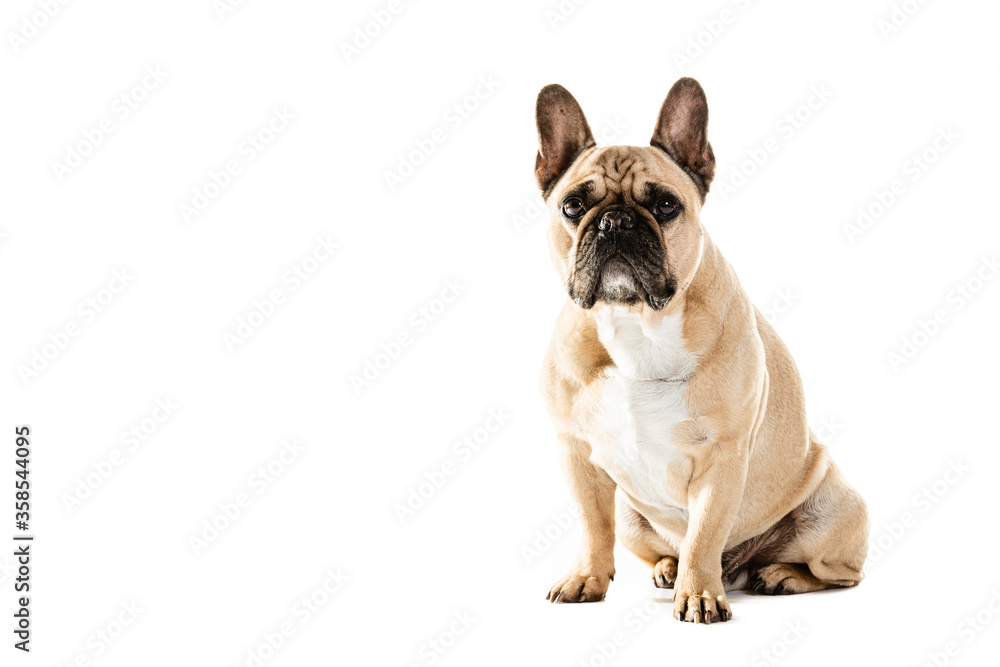Full Length Portrait Of Cute French Bulldog