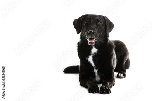 Fototapeta Naklejka Na Ścianę i Meble -  Black Australian Shepherd and Labrador mixed breed dog on white