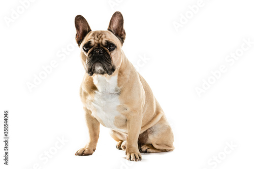 Full Length Portrait Of Cute French Bulldog