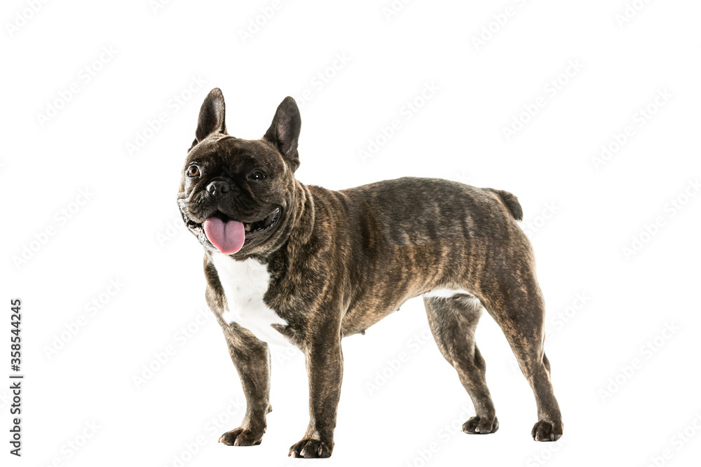 Full Length Portrait Of Cute French Bulldog.