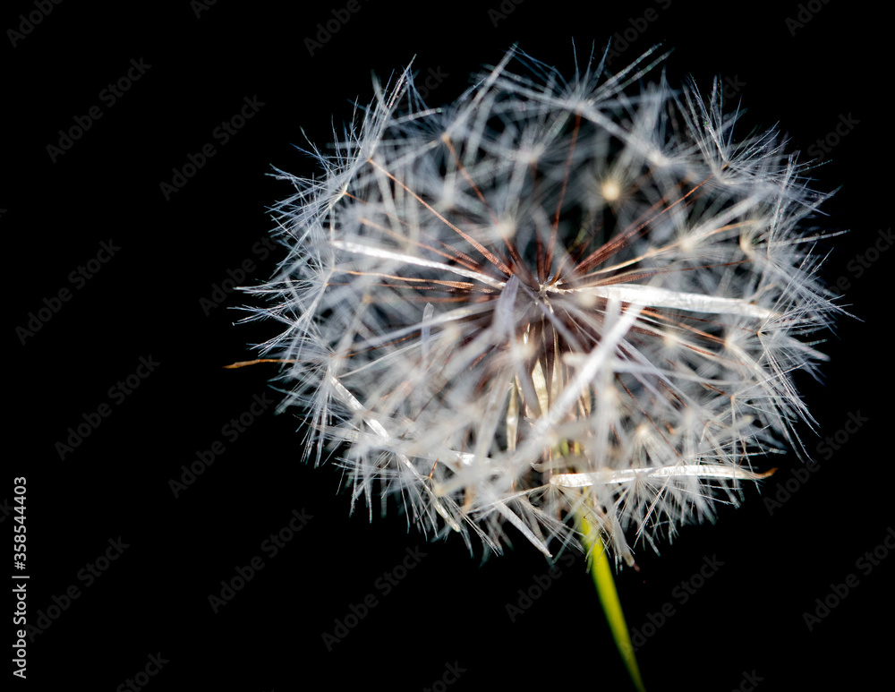 Fototapeta premium dandelion seed head