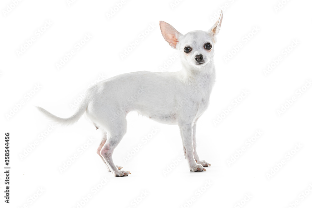 Chihuahua Lap Dog Sitting On White Background.