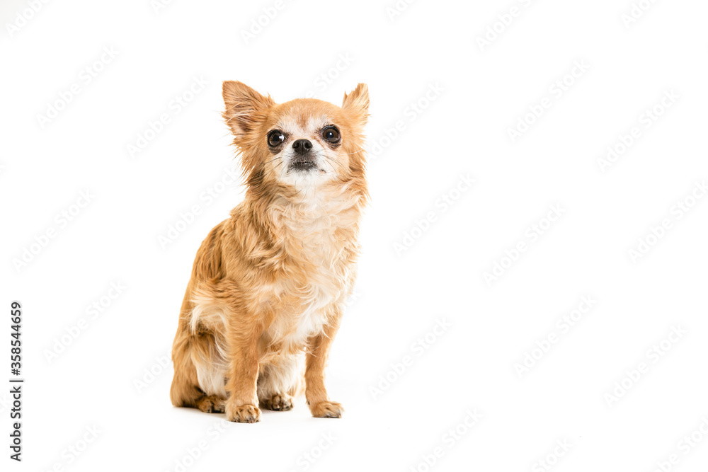 Full length of black and beige Chihuahua lap dogs sitting against white background