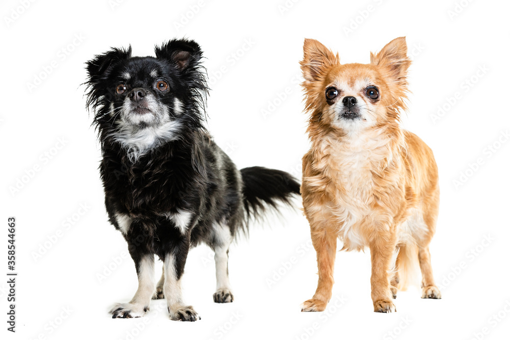 Full length of black and beige Chihuahua lap dogs sitting against white background