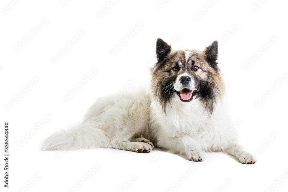 Portrait of Elo dog sitting on white background