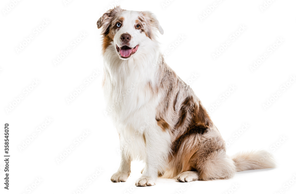 Full Length Of Australian Shepherd Panting. Full Length Of Australian Shepherd Panting.