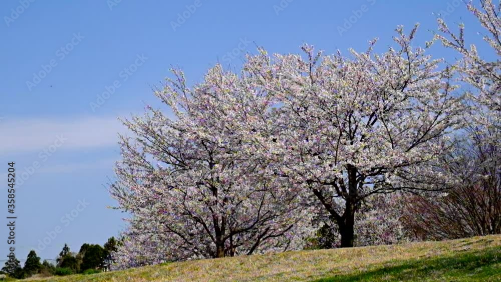 大きな桜の木々風に揺れる 大きな桜の木々風に揺れる