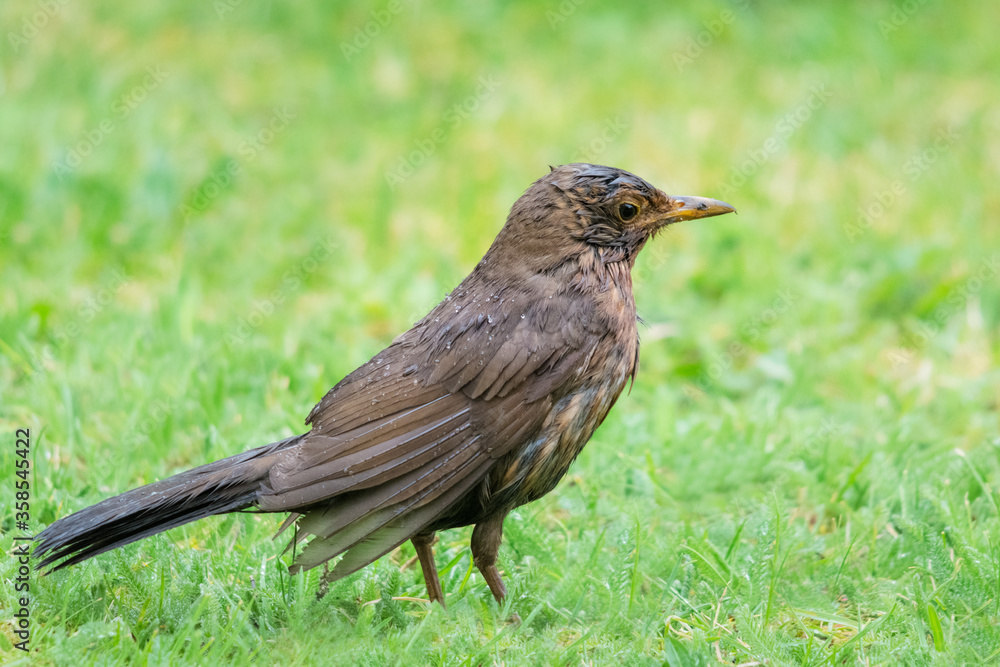 Female blackbird in the rain Female blackbird in the rain