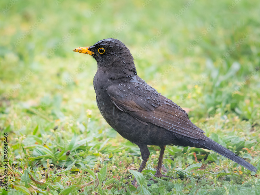Male blackbird in the rain on a meadow Male blackbird in the rain on a meadow