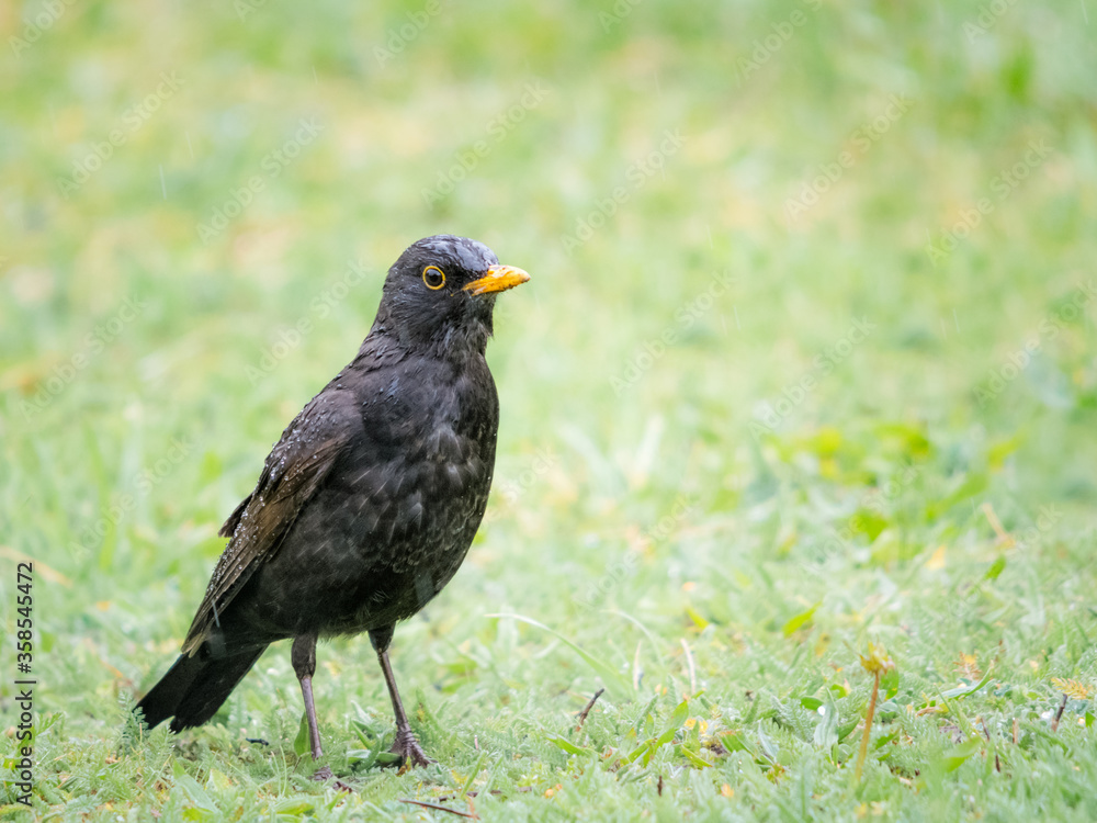 Male blackbird in the rain on a meadow Male blackbird in the rain on a meadow
