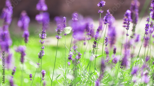 Lavender flowers in the sunlight  lavender field in summer. Shallow Dof  blured background.