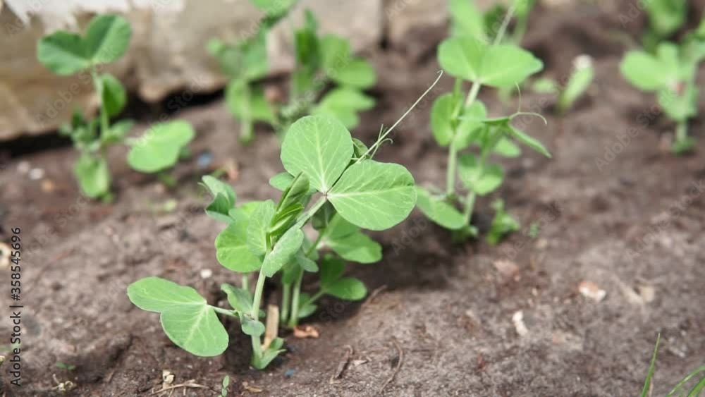 agricultural field on which grows a small green pea sprout. Spring agricultural field on which grows a small green pea sprout. Spring