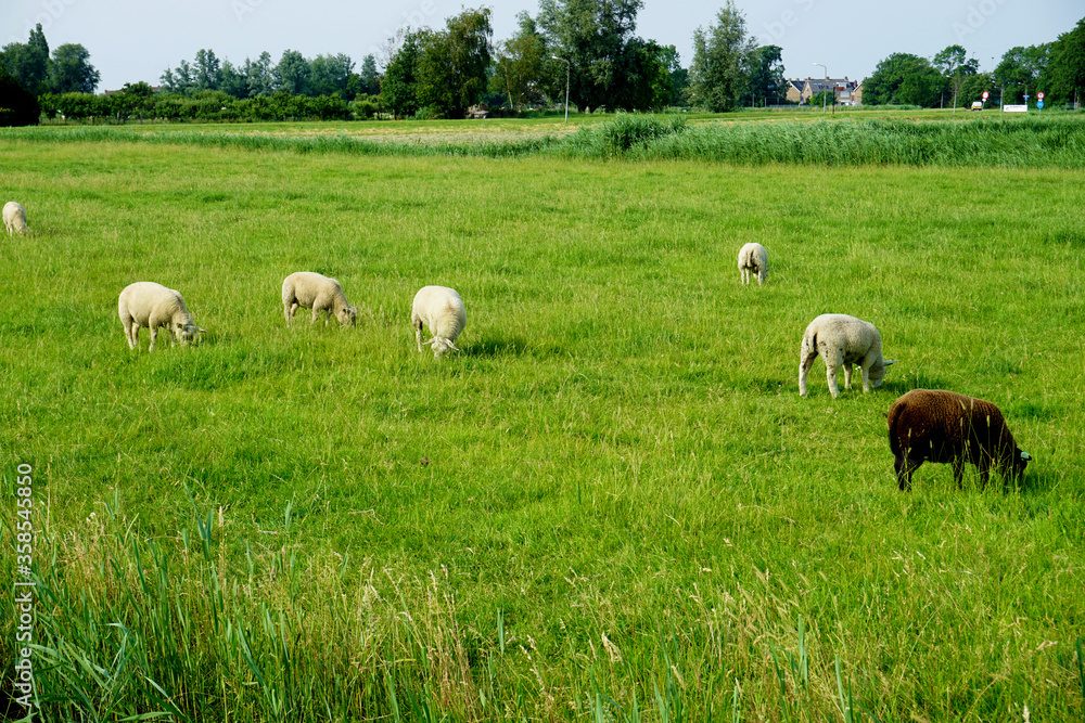 Grazing sheeps on the farm in Marken, Netherlands. Grazing sheeps on the farm in Marken, Netherlands.