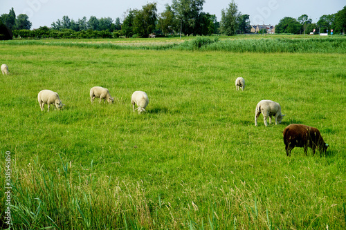 Grazing sheeps on the farm in Marken, Netherlands.