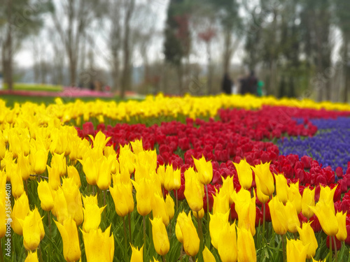 Colourful tulips from tulip festival in Emirgan Grove in İstanbul.