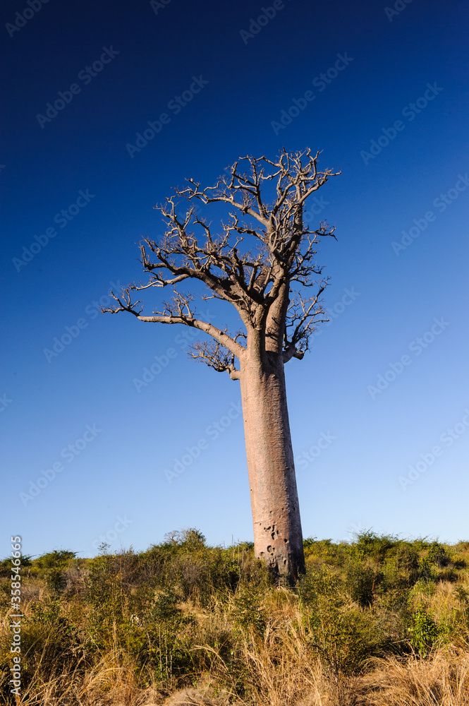 Obraz premium It's Baobab tree in Madagascar