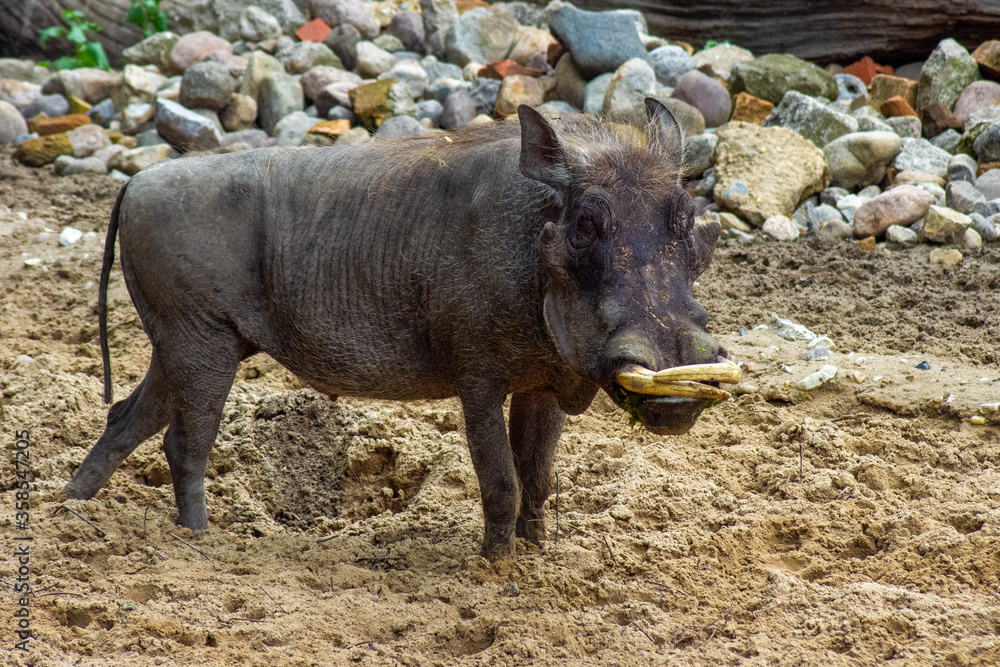 Fototapeta premium Wild boar wild pig feeds.