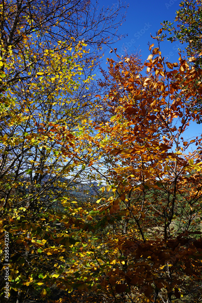 Autumn scenes from Yedigoller, Bolu/Turkey