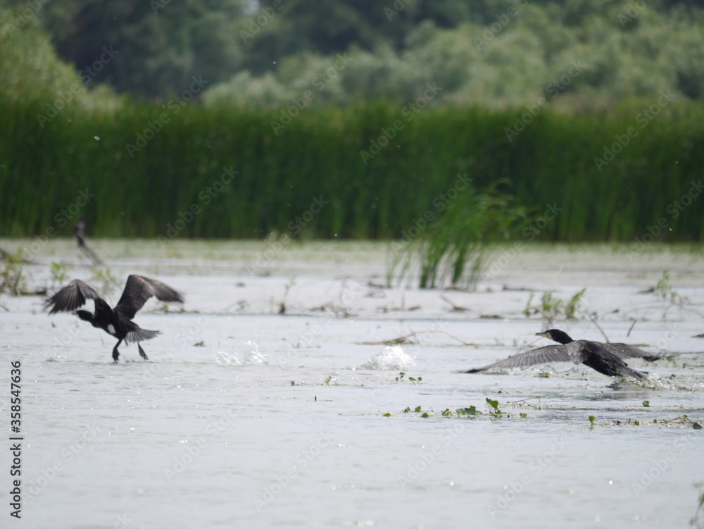 Obraz premium Danube Delta