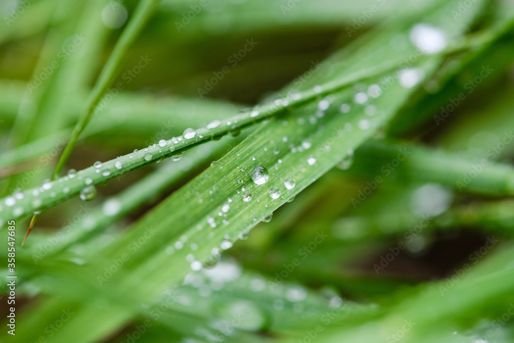 Dew rain water wet transparent drops macro close up view on long grass leaf, fresh bright green color, nature background wallpaper Dew rain water wet transparent drops macro close up view on long grass leaf, fresh bright green color, nature background wallpaper