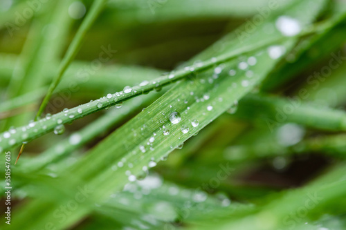 Dew rain water wet transparent drops macro close up view on long grass leaf, fresh bright green color, nature background wallpaper