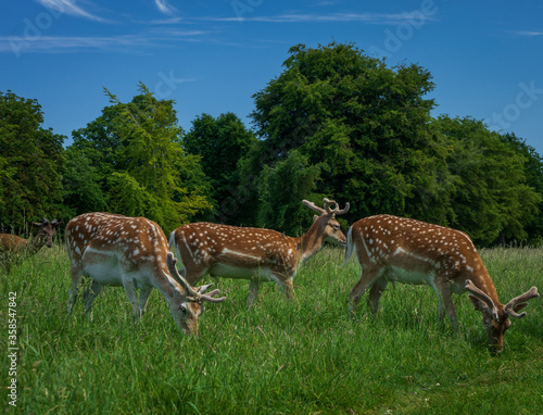 Canvas Print deer in the wild