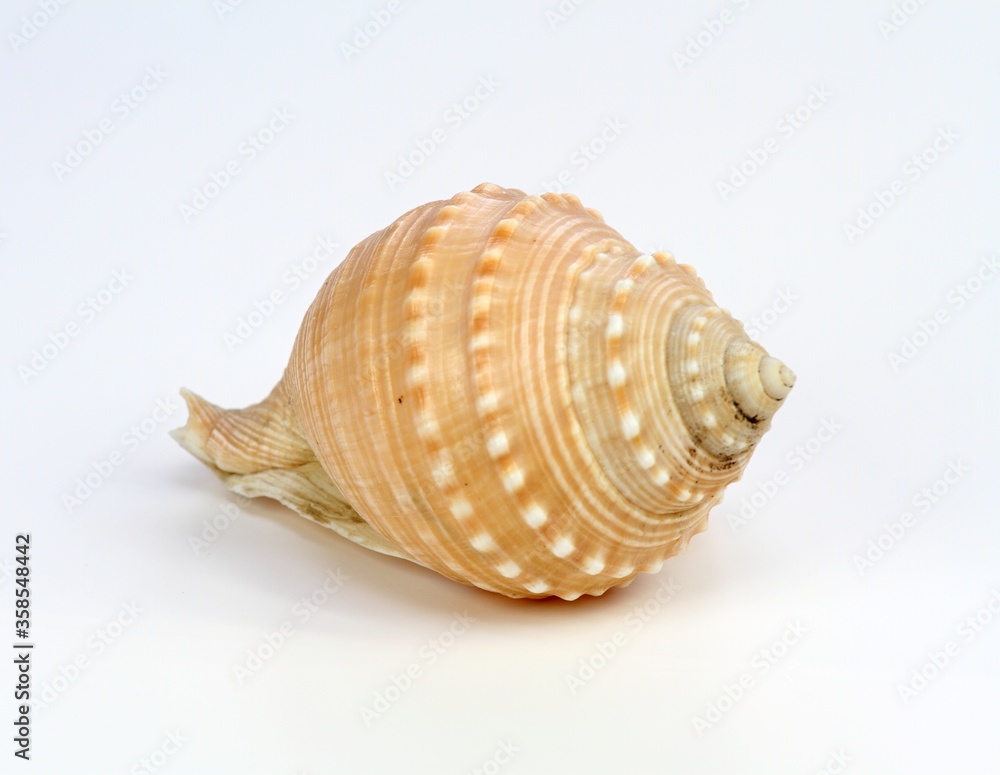 Sea shell on a white background. Close up of beautiful nautical shell.