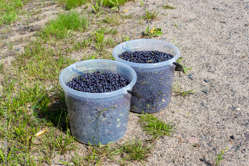 Real wild forest blueberries from forest in plastic buckets
