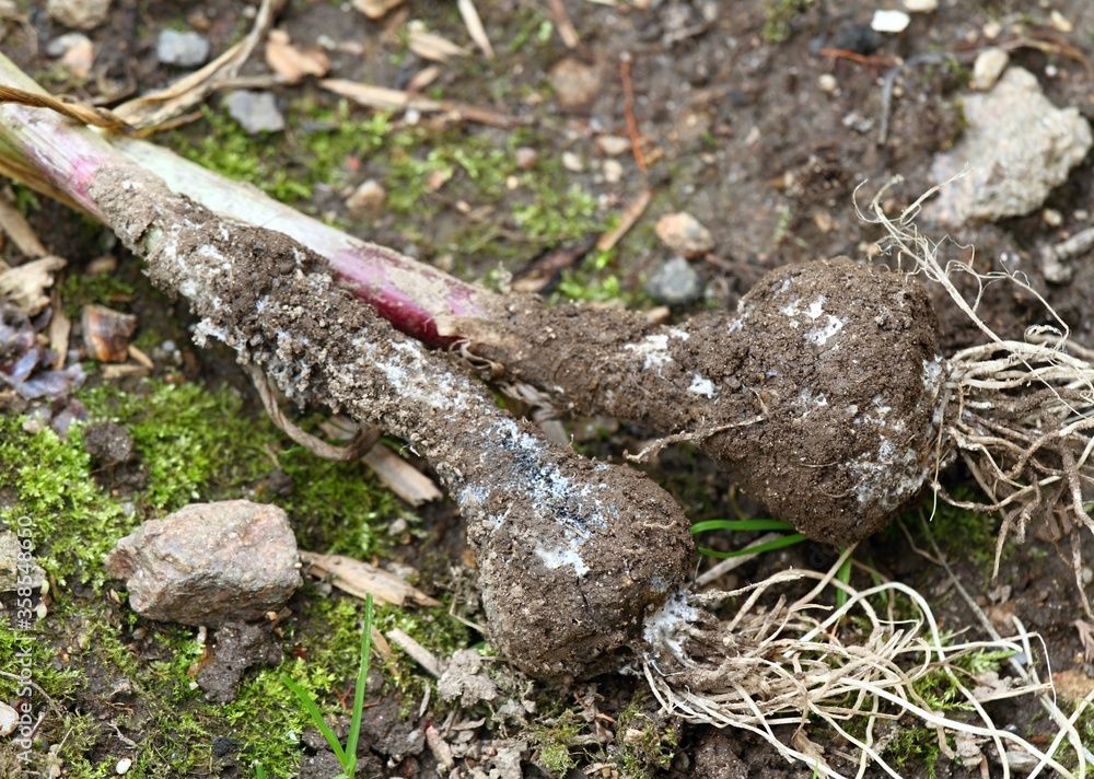 Fungal disease on garlic plants after rainy days. Damaged garlic by mould out of the vegetable bed. It is necessary to remove bad plants from the garden.. Fungal disease on garlic plants after rainy days. Damaged garlic by mould out of the vegetable bed. It is necessary to remove bad plants from the garden..