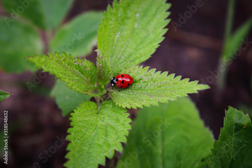 Lady bug with black legs sitting on green nettle plant © Marija Crow