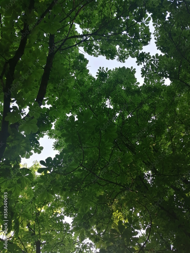 Sweet chestnut tree canopy against a clear sky Sweet chestnut tree canopy against a clear sky