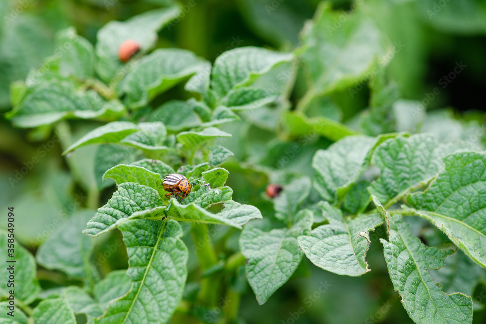 Vegetable farm background with green potato leaves and colorado insect beetles bugs harm pest organic food harvest Vegetable farm background with green potato leaves and colorado insect beetles bugs harm pest organic food harvest