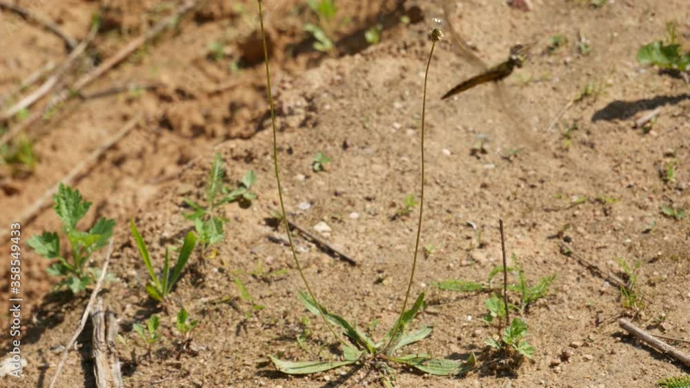 Dragonfly hunts sitting on a stalk. Dragonfly hunts sitting on a stalk.