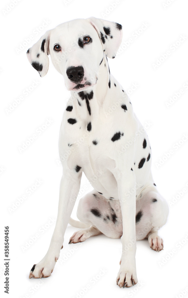 Dalmation dog sitting isolated