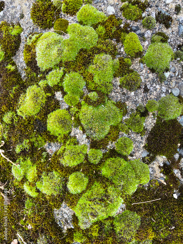 Bright green moss close-up on a background of small stones. Nature. Forest